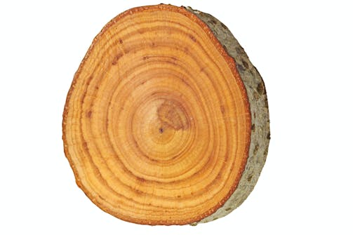 Svartor – Alnus glutinosa